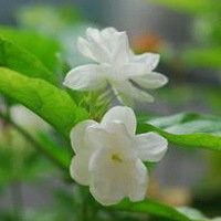 唯美好看茉莉花微信头像