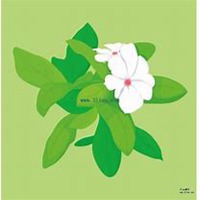 唯美好看茉莉花微信头像