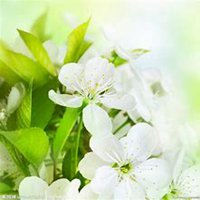 唯美好看茉莉花微信头像