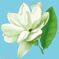 唯美好看茉莉花微信头像