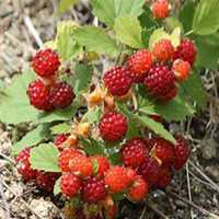 唯美好看草莓微信头像