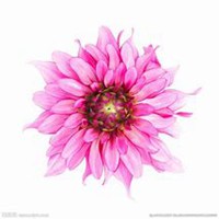 唯美好看菊花头像