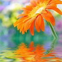 唯美好看菊花头像