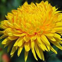 唯美好看菊花头像