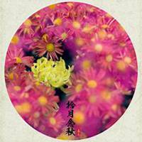 唯美好看菊花头像