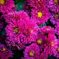 唯美好看菊花头像