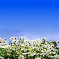 唯美好看菊花头像