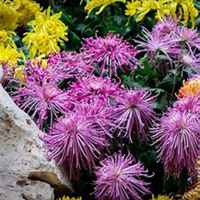 唯美好看菊花头像