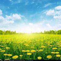 唯美好看菊花头像