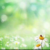 唯美好看菊花头像