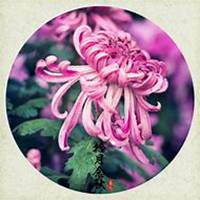 唯美好看菊花头像