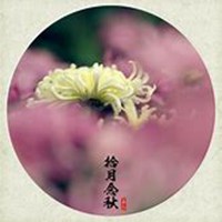 唯美好看菊花头像