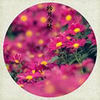 唯美好看菊花头像