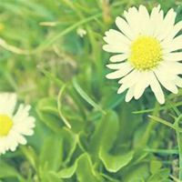 唯美好看菊花头像