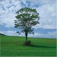 唯美好看菩提树微信头像