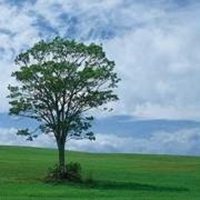 唯美好看菩提树微信头像