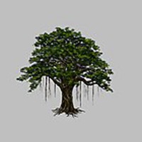 唯美好看菩提树微信头像