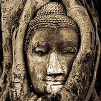 唯美好看菩提树微信头像