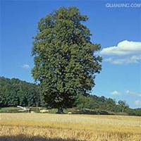 唯美好看菩提树微信头像