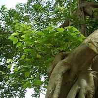 唯美好看菩提树微信头像