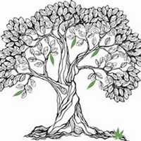 唯美好看菩提树微信头像