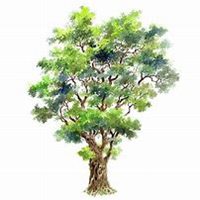 唯美好看菩提树微信头像