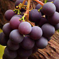 唯美好看葡萄微信头像