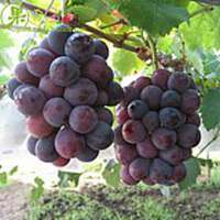 唯美好看葡萄微信头像