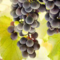 唯美好看葡萄微信头像