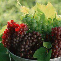 唯美好看葡萄微信头像