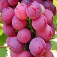 唯美好看葡萄微信头像