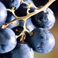 唯美好看葡萄微信头像