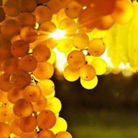 唯美好看葡萄微信头像