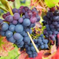 唯美好看葡萄微信头像