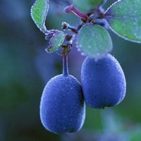 唯美好看葡萄微信头像