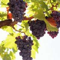 唯美好看葡萄微信头像