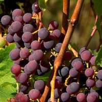 唯美好看葡萄微信头像