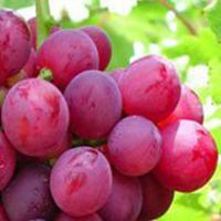 唯美好看葡萄微信头像