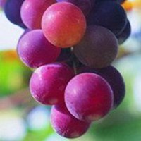 唯美好看葡萄微信头像