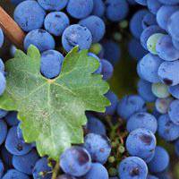 唯美好看葡萄微信头像