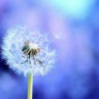 唯美好看蒲公英微信头像