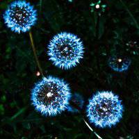 唯美好看蒲公英微信头像