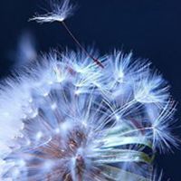 唯美好看蒲公英微信头像