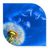 唯美好看蒲公英微信头像