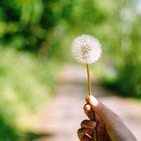 唯美好看蒲公英微信头像