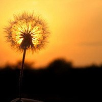 唯美好看蒲公英微信头像