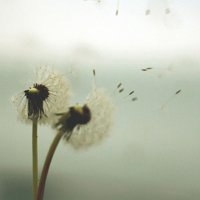 唯美好看蒲公英微信头像