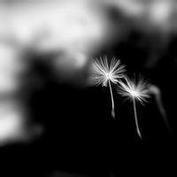 唯美好看蒲公英微信头像