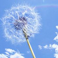 唯美好看蒲公英微信头像