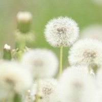 唯美好看蒲公英微信头像